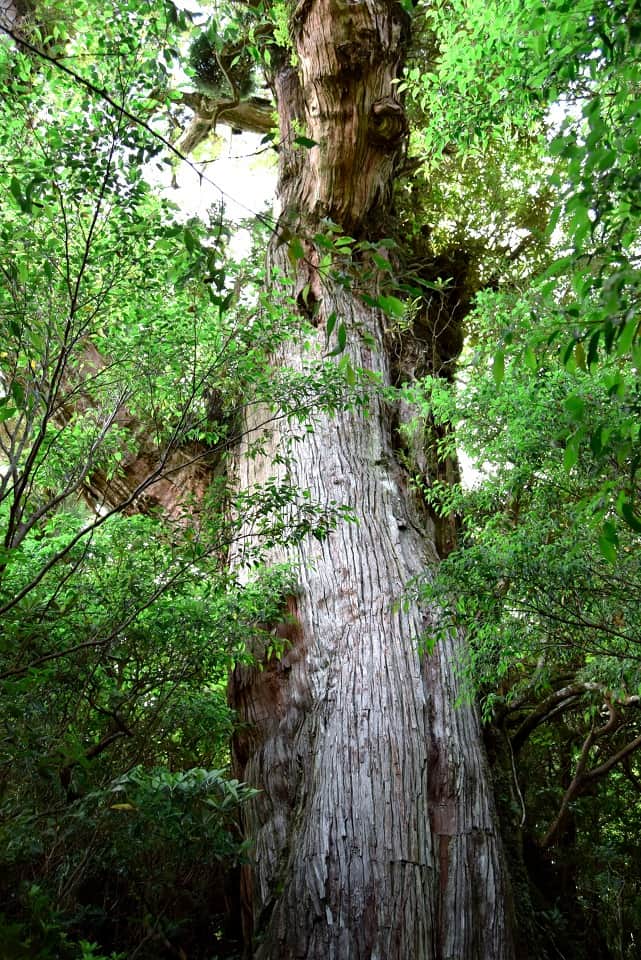 屋久杉の生木